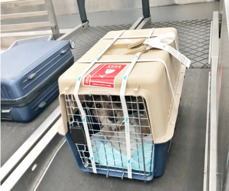 闵行宠物托运 宠物托运公司 机场宠物托运 宠物空运